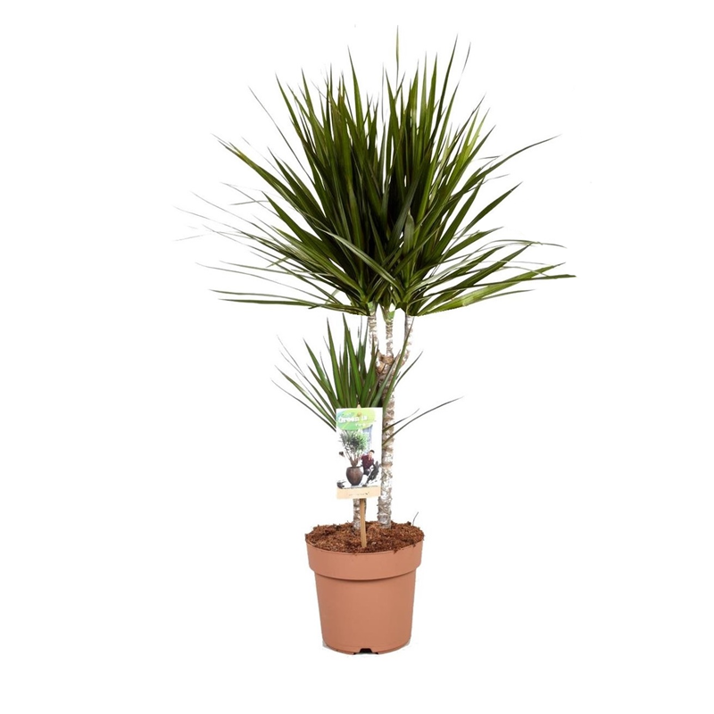 Dracaena dragon tree (arbre dragon)