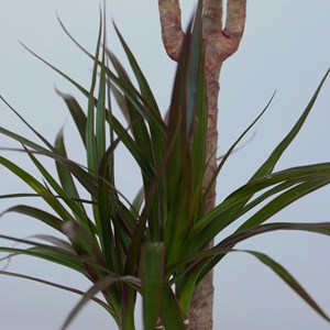 Dracaena dragon tree (arbre dragon)