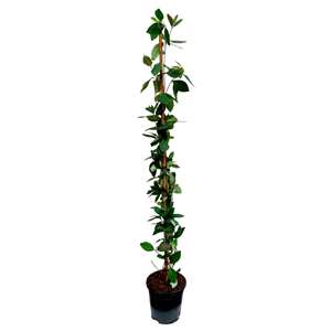 Lonicera american beauty xl 120cm