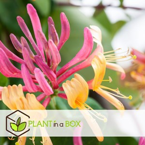 Lonicera american beauty xl 120cm