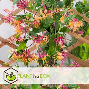 Lonicera american beauty xl 120cm