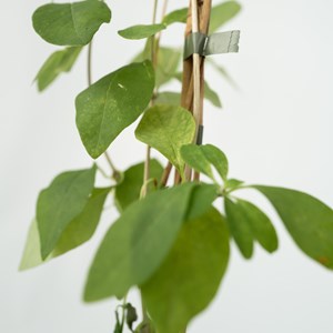 Lonicera american beauty xl 120cm