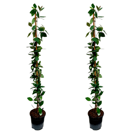 Lonicera american beauty xl 120cm - 2