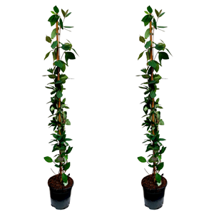 Lonicera american beauty xl 120cm - 2