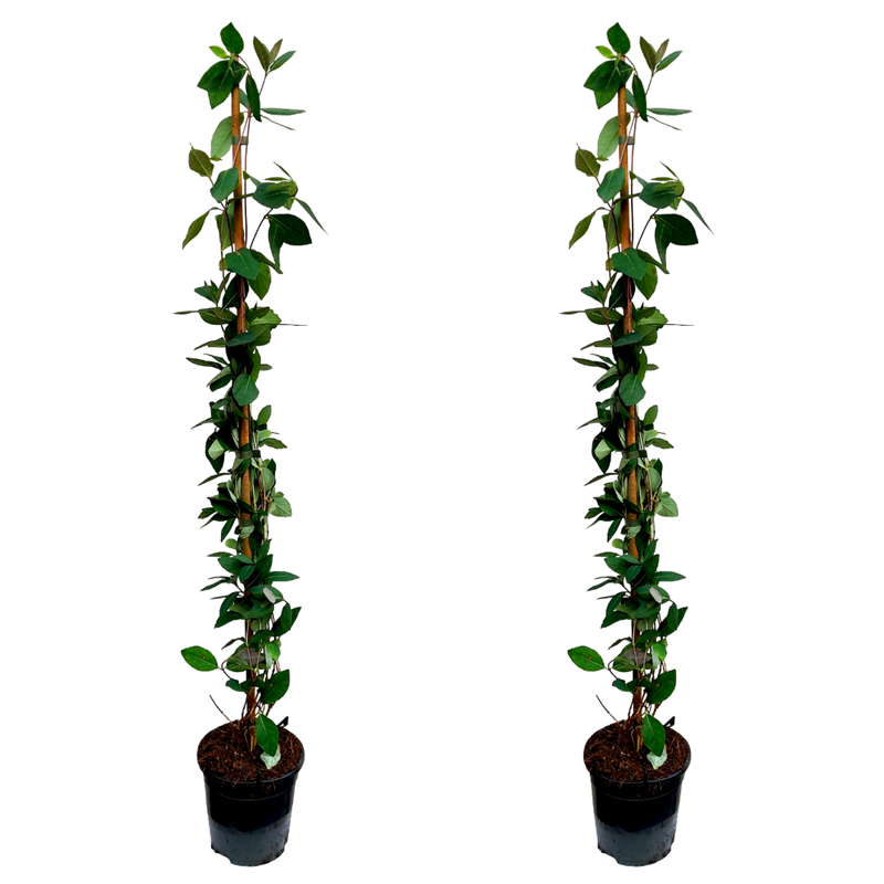 Plant In a Box - Lonicera american beauty xl 120cm - 2