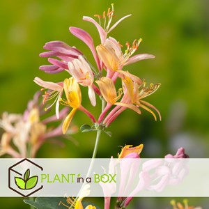 Lonicera american beauty xl 120cm - 2