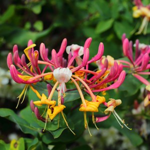 Lonicera american beauty xl 120cm - 2