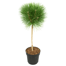 Pinus summer breeze pin nain sur tige