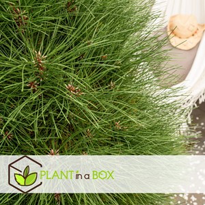 Pinus summer breeze pin nain sur tige