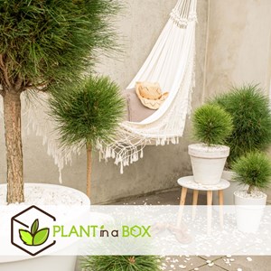 Pinus summer breeze pin nain sur tige