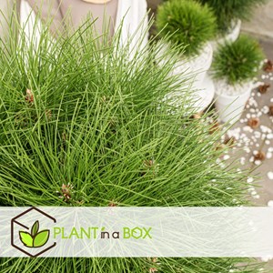 Pinus summer breeze pin nain sur tige