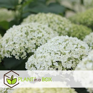 Hydrangea strong annabelle - 3