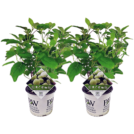 Hydrangea strong annabelle - x2