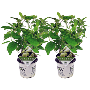 Hydrangea strong annabelle - x2