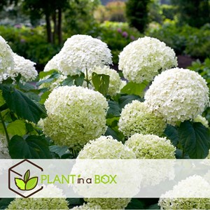 Hydrangea strong annabelle - x2