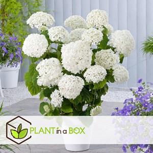 Hydrangea strong annabelle - x2
