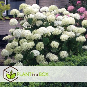 Hydrangea strong annabelle (hortensia)
