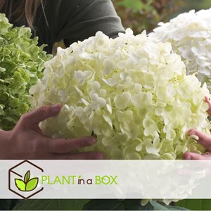 Hydrangea strong annabelle (hortensia)