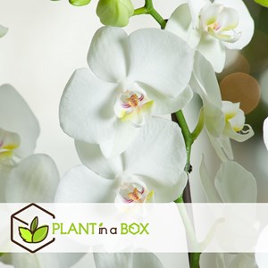 Phalaenopsis multiflora orchid blanc