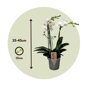 Phalaenopsis multiflora orchid blanc
