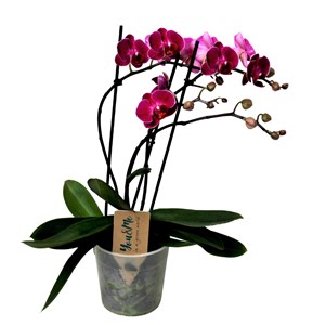 Phalaenopsis multiflora orchid purple