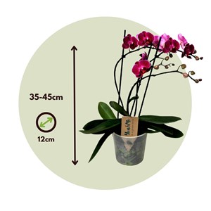 Phalaenopsis multiflora orchid purple
