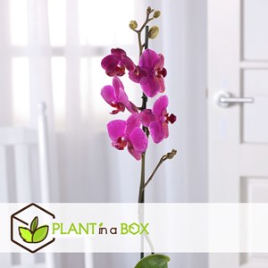 Phalaenopsis multiflora orchid purple