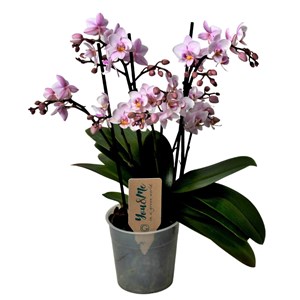 Phalaenopsis multiflora orchid rose