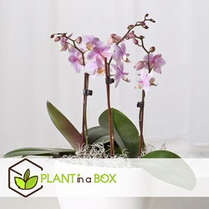 Phalaenopsis multiflora orchid rose