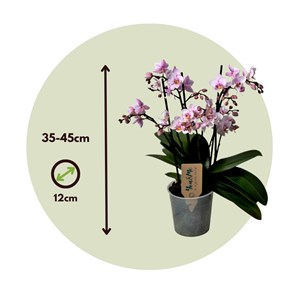 Phalaenopsis multiflora orchid rose