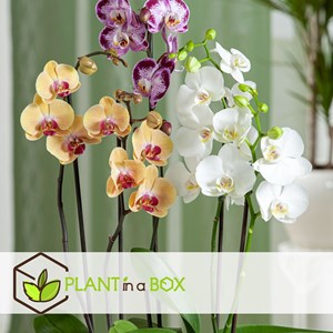 Phalaenopsis orchidée blanche