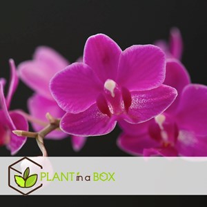 Phalaenopsis orchidé violet