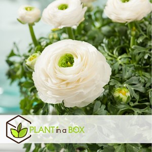 Ranunculus bulbes à fleurs pastel - 40