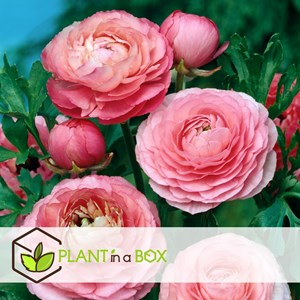 Ranunculus bulbes à fleurs pastel - 40