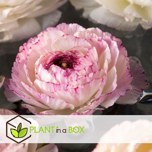 Ranunculus bulbes à fleurs pastel - 40