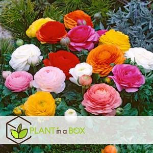 Ranunculus bulbes à fleurs - 80