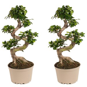 Xl japanese bonsai s-shape - lot de 2