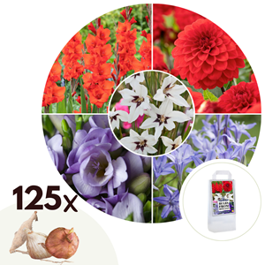 Bulbes à fleurs des pays-bas - 125
