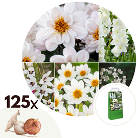 Bulbes dété blancs - 125