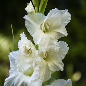 Bulbes dété blancs - 125