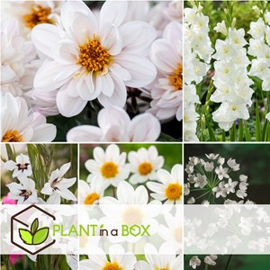 Bulbes dété blancs - 125