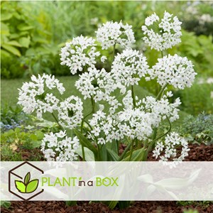 Bulbes dété blancs - 125