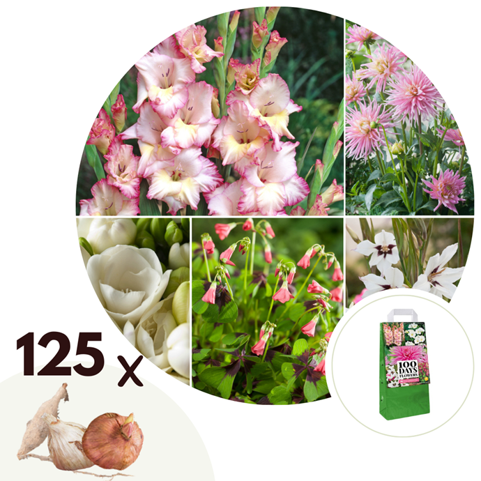 Plant In A Box - Bulbes De Holland - 125 Pièces - Bulbes De Fleurs Mix Avec 5 Fleurs Differentes Dahlias Glaieuls Freesia Triteleia Plantez Votre Jardin D Ete Au Printemps