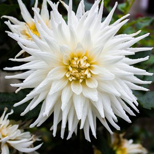 Dahlia cactus - 5