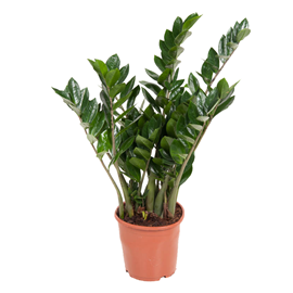 Zamioculcas zz plant 80cm