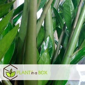 Zamioculcas zz plant 80cm