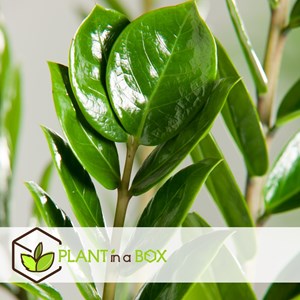 Zamioculcas zz plant 80cm