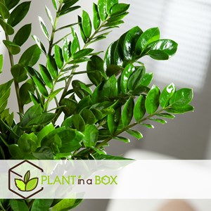 Zamioculcas zz plant 80cm