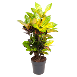 Croton codiaeum mrs. Iceton 70cm
