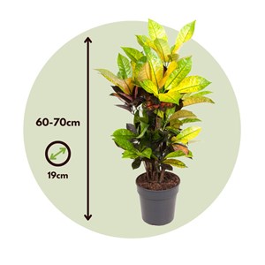 Croton codiaeum mrs. Iceton 70cm